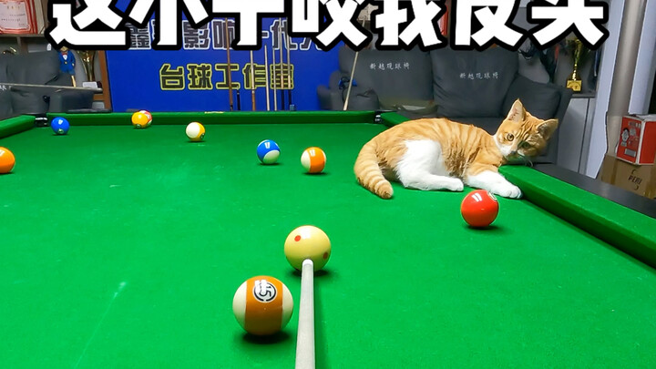 小橘子咬我皮头