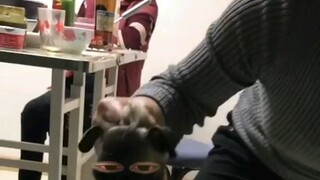 يا كلب، هذه القدر على الأرض ملكي