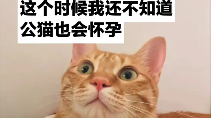 我希望让大家知道 世界上还有这样一类特殊的公猫