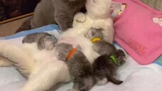 Keluarga Cemara š»š¹