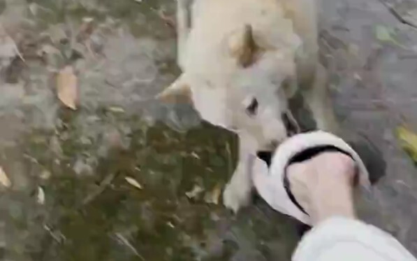 Gadis yang begitu baik, sayangnya malah dikejar anjing.