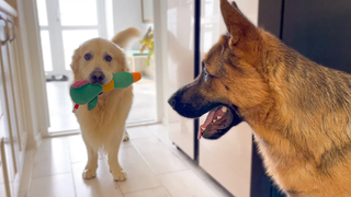 โกลเด้น รีทรีฟเวอร์ ช็อก ต้อนเยอรมัน ขโมยของเล่น