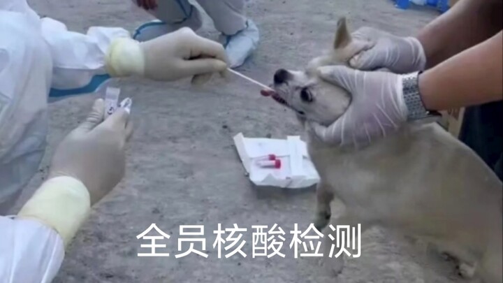 "أنا لست إنسانًا، أنت كلب!"