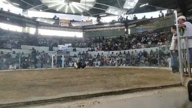 wingate brownred strike again.