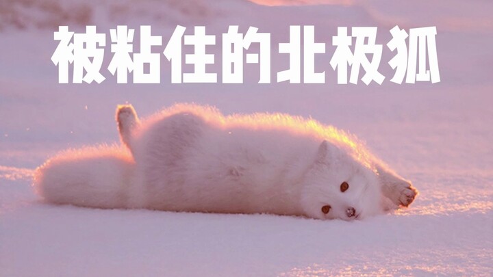 Con cáo Bắc Cực này đã làm điều mà mọi người dân vùng Đông Bắc đều lo sợ
