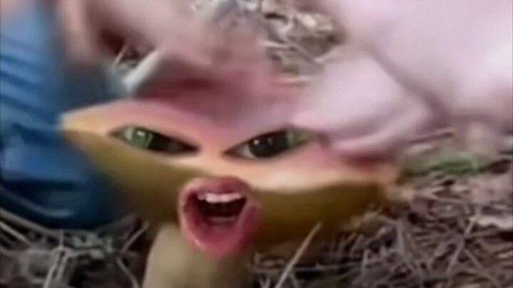 أنا فطر، لست طبلة، مفهوم؟