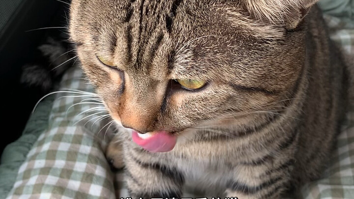 Who has a pretty cat?