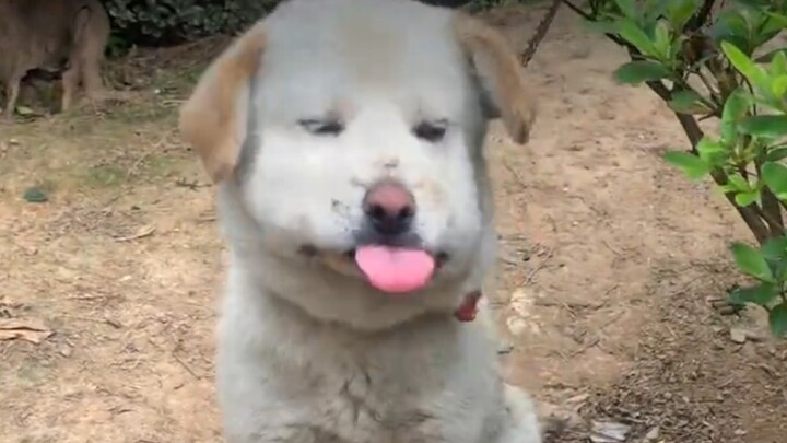 "Dogs That Got Seriously Stung by Bees Over the Years"