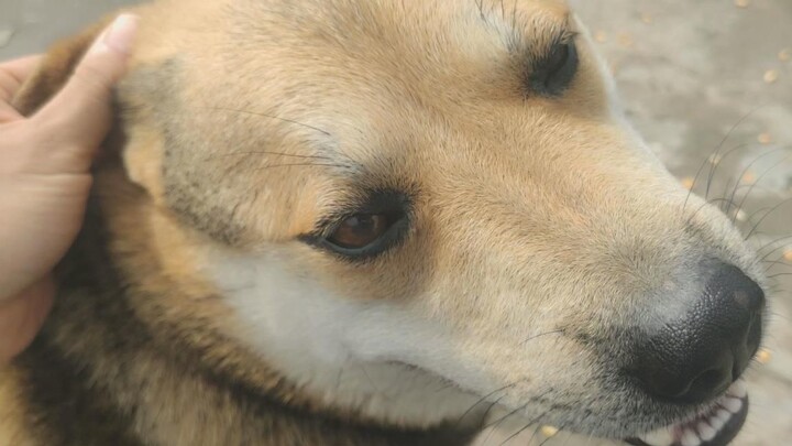 A young man has been having a 60-pound female dog stick its head into his pants for years. Suddenly,