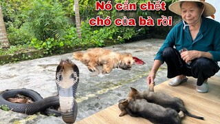 Lời Cầu Cứu Của Bà Lão 80 Tuổi Và Số Phận 2 Chú Chó Con Bị Rắn Hổ Mang Tấn Công