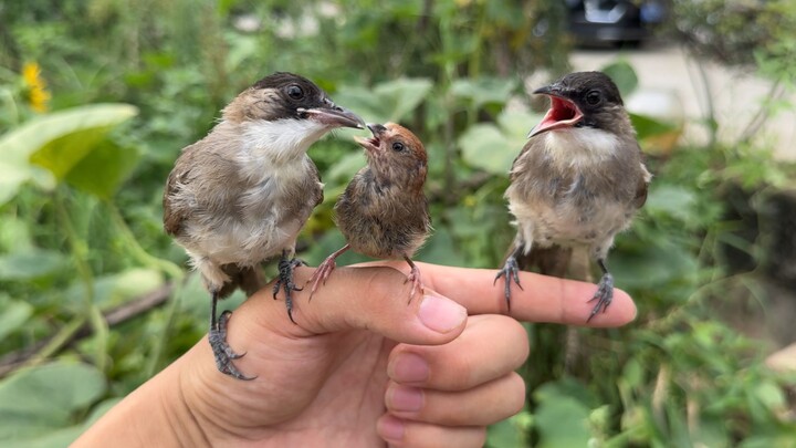 The little bird was startled and jumped! The scene was so funny...