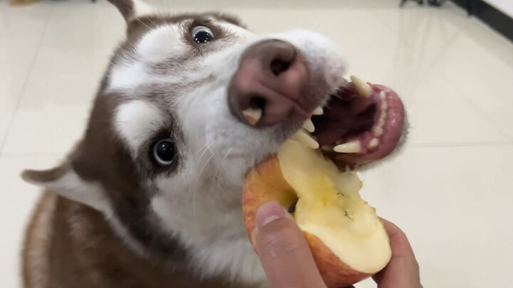 Chú cún láu cá, lén để lại dấu răng trên quả táo, thế là ăn ké thành công!