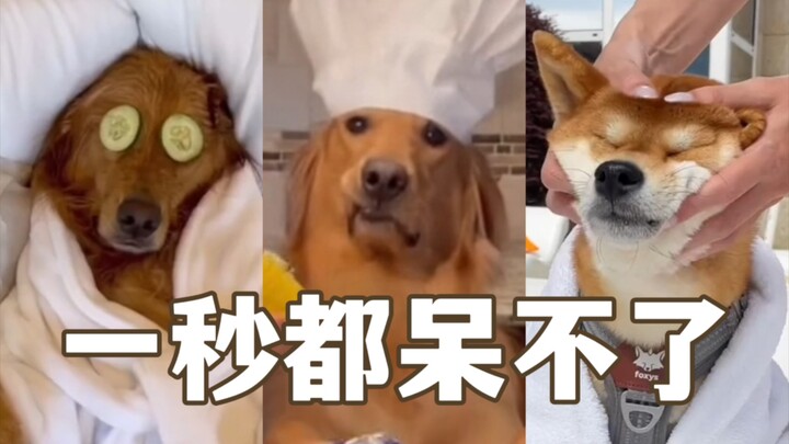 The countless reasons why dogs can't survive in the wild