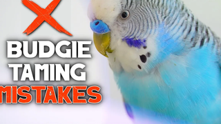 5 ข้อผิดพลาดในการฝึกฝนที่คุณทำกับนกของคุณ