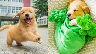 Funniest & Cutest Golden Retriever Puppies 19- Funny Puppy Videos 2020
