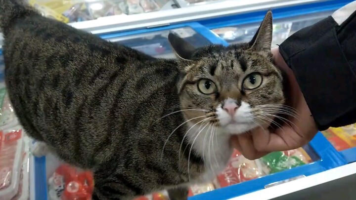 Petting the cat in convenience store without purchasing anything
