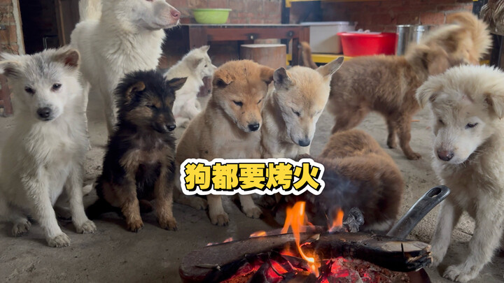 Thời tiết ở Quảng Tây hôm nay mà không đốt lò sưởi thì chó cũng chả chịu đâu.