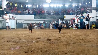 GANITO KATIBAY MANOK MO SA HALAGANG P450 CONDITIONING. MINSAN WALA S BLOODLINE ANG PAGPAPANALO.