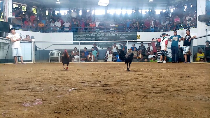 GANITO KATIBAY MANOK MO SA HALAGANG P450 CONDITIONING. MINSAN WALA S BLOODLINE ANG PAGPAPANALO.