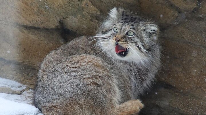 A chubby Pallas’s cat, too full to walk and completely exhausted, ended up lying down on a sand bed.