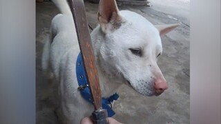 小狗：告诉俺娘，俺不是孬种！