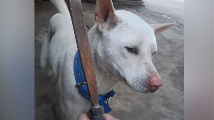 Puppy: Tell my mom I'm not a coward!