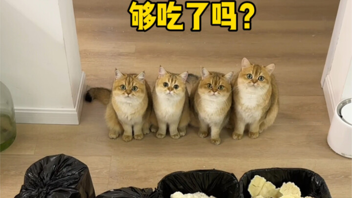 Berapa banyak kotoran yang dapat dikeluarkan sembilan ekor kucing dalam waktu setengah bulan?