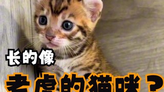 Have you ever seen a cat that looks like a tiger?