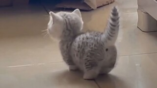 "Because it's so cute, I forgot about its long legs!"