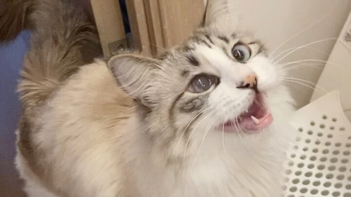 Seperti apa bentuk keturunan kucing hasil persilangan?