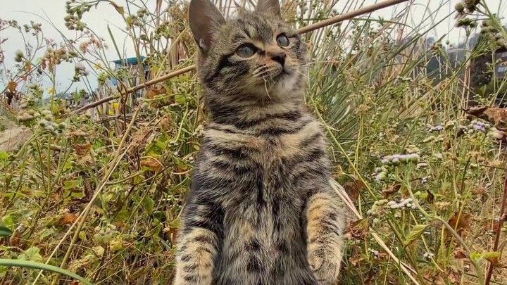 In the village, cats keep people company—cats are so…