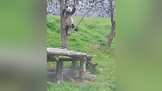 Funny animals 😂.  funny funnyvideo cat dog bird