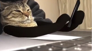 Human life is so boring... Oh? Turns out I'm a little cat!