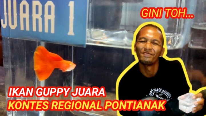 GINI TOH.. IKAN GUPPY JUARA ( Kontes Regional Pontianak )