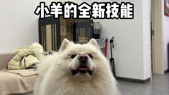 This 8-year-old pup is still learning new tricks—what’s your excuse for not learning too?