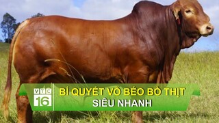 Bí quyết vỗ béo bò thịt siêu nhanh | VTC16