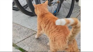 Cat Things