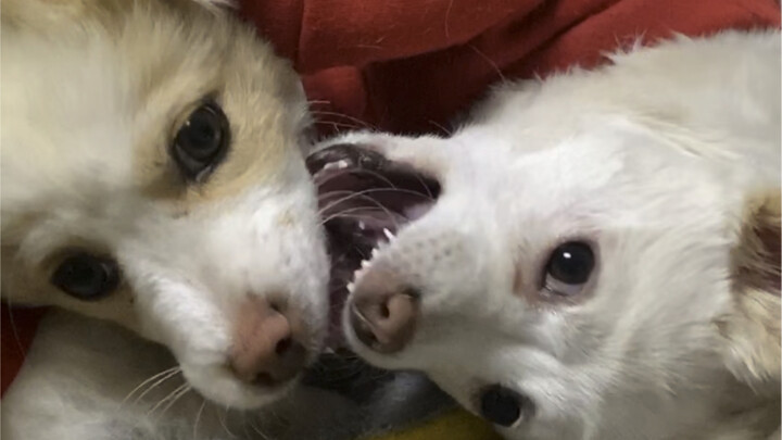 คราวหน้าจะเก่งขึ้นเรื่อยๆ นะพี่น้องหม้อไฟเผ็ดทั้งสาม