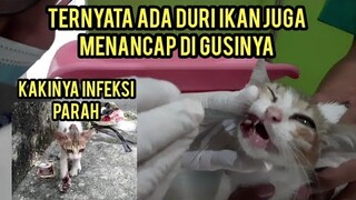 Anak Kucing Kakinya Pincang Sakit Ini Menangis Di Klinik Hewan Bikin Semua Orang Pada Sedih..!