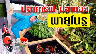 พายุโนรู x บ่อปลาคาร์ฟ บ่อปลาทอง บ่อปลารวม l คุณพ่อคราฟ
