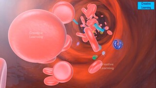 Blood coagulation  || Blood clotting || coagulation || 3D Video