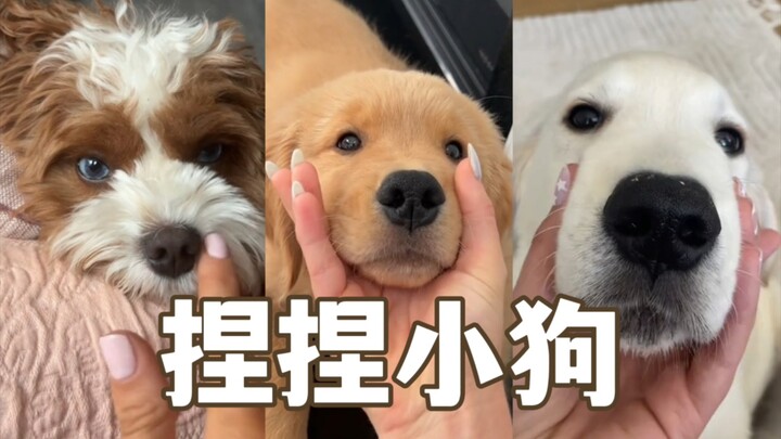 The little dog is actually a sound-making toy! So cute!