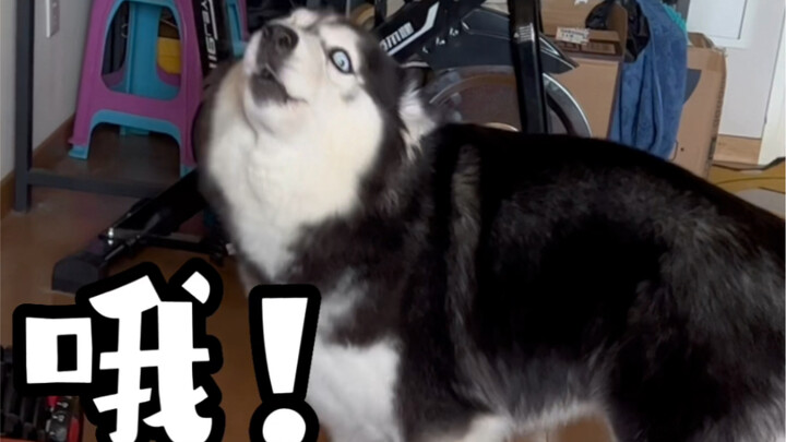 Once the “cultivation dog” masters the clipped voice, everything changes!