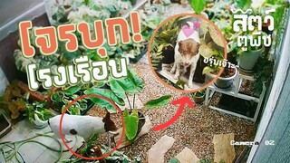 คาหนังคาเขา จับโจรบุกโรงเรือน! - สัตว์ตูพืช EP3