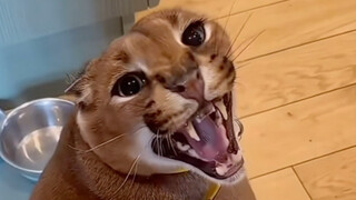 Only breathes but not scratches