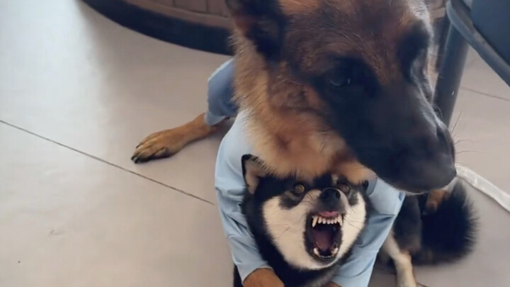 หมาสอนหมาครั้งเดียวก็เข้าใจแล้ว