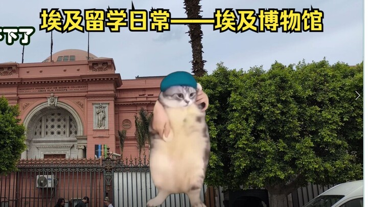 （猫猫meme）在埃及留学的日常【3：埃及博物馆】