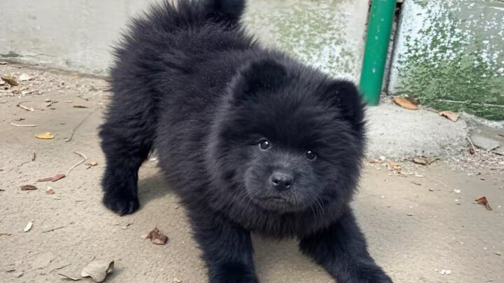 สุนัขพันธุ์พื้นเมืองตัวเล็กที่มีนิสัยอ่อนโยน ขี้อ้อน และหน้าเหมือนหมีดำ ขนฟูฟ่องน่ารักเหมือนสิงโตน้อ