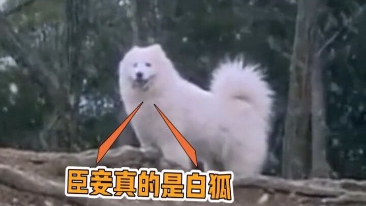 There’s a reason why samoyeds were often cast as white foxes in old TV dramas.