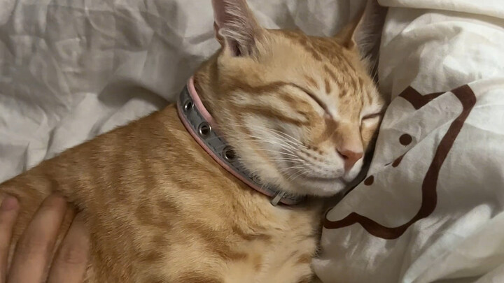 You can shout yourself hoarse, but you still can’t wake up a cat that’s just pretending to sleep.